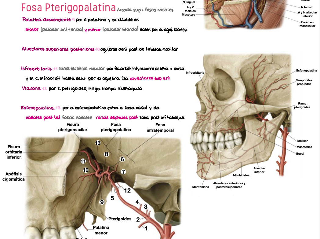 🧠 Anatomía Humana IV — (2º Medicina)
