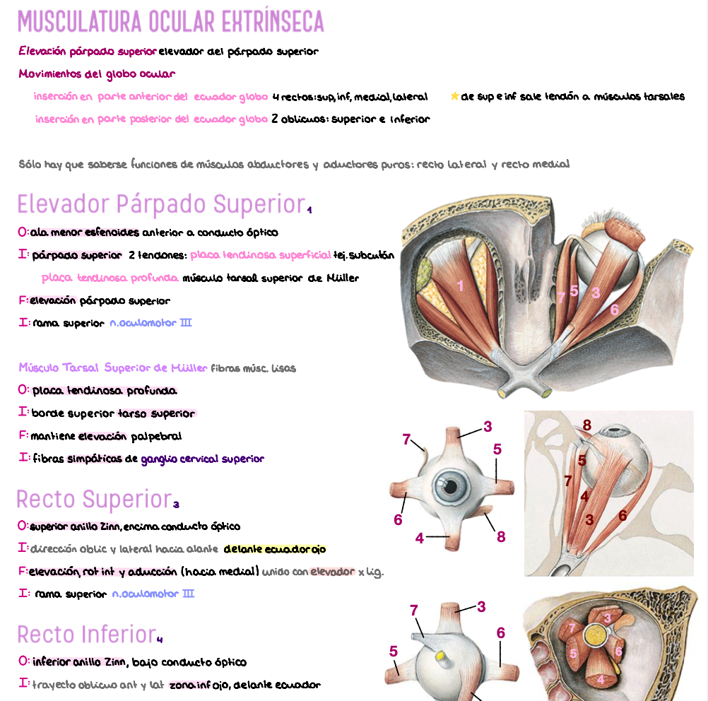 🧠 Anatomía Humana IV — (2º Medicina)