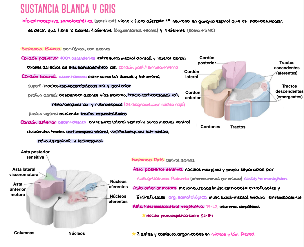 🧠 Anatomía Humana IV — (2º Medicina)