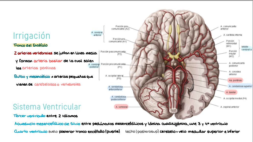🧠 Anatomía Humana IV — (2º Medicina)