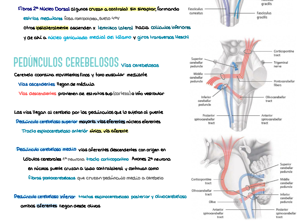 🧠 Anatomía Humana IV — (2º Medicina)