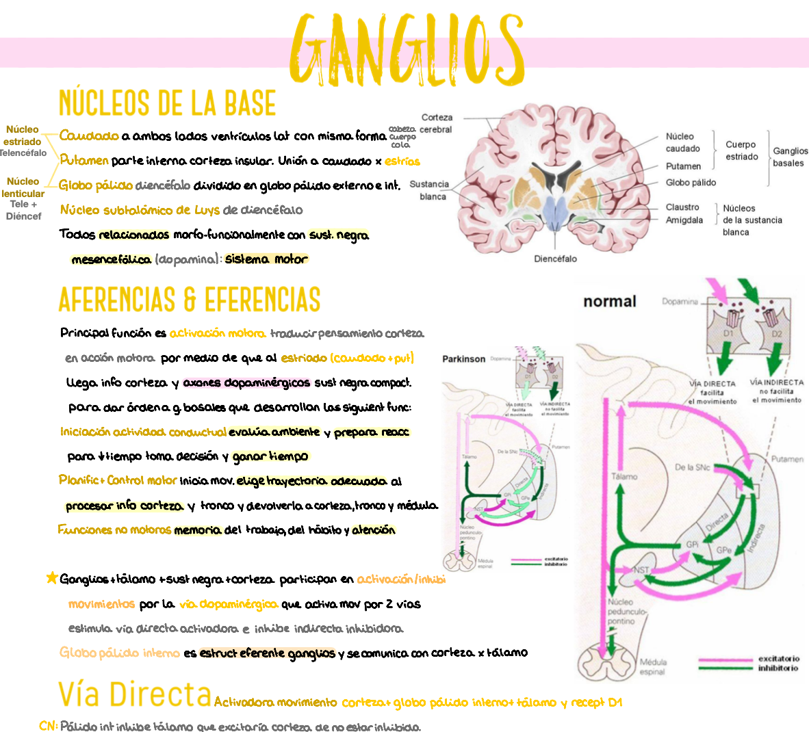 🧠 Anatomía Humana IV — (2º Medicina)
