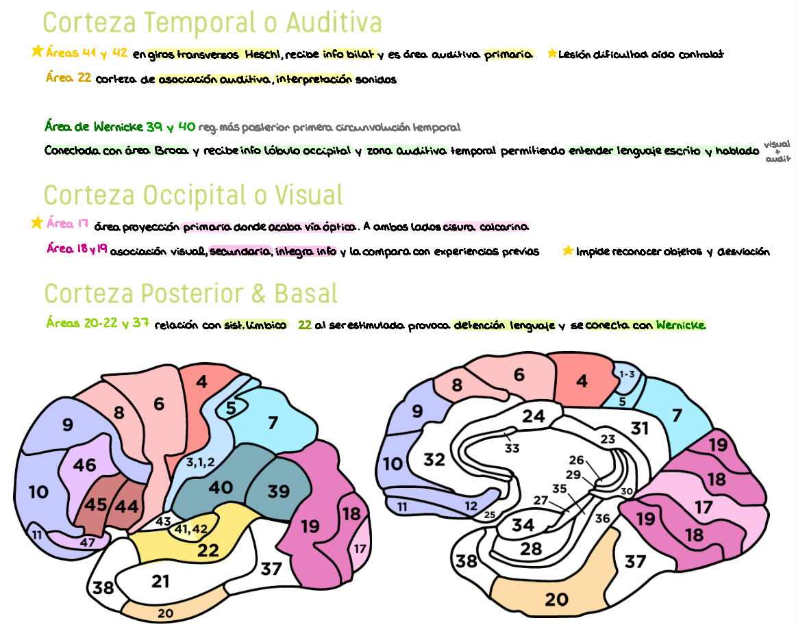 🧠 Anatomía Humana IV — (2º Medicina)