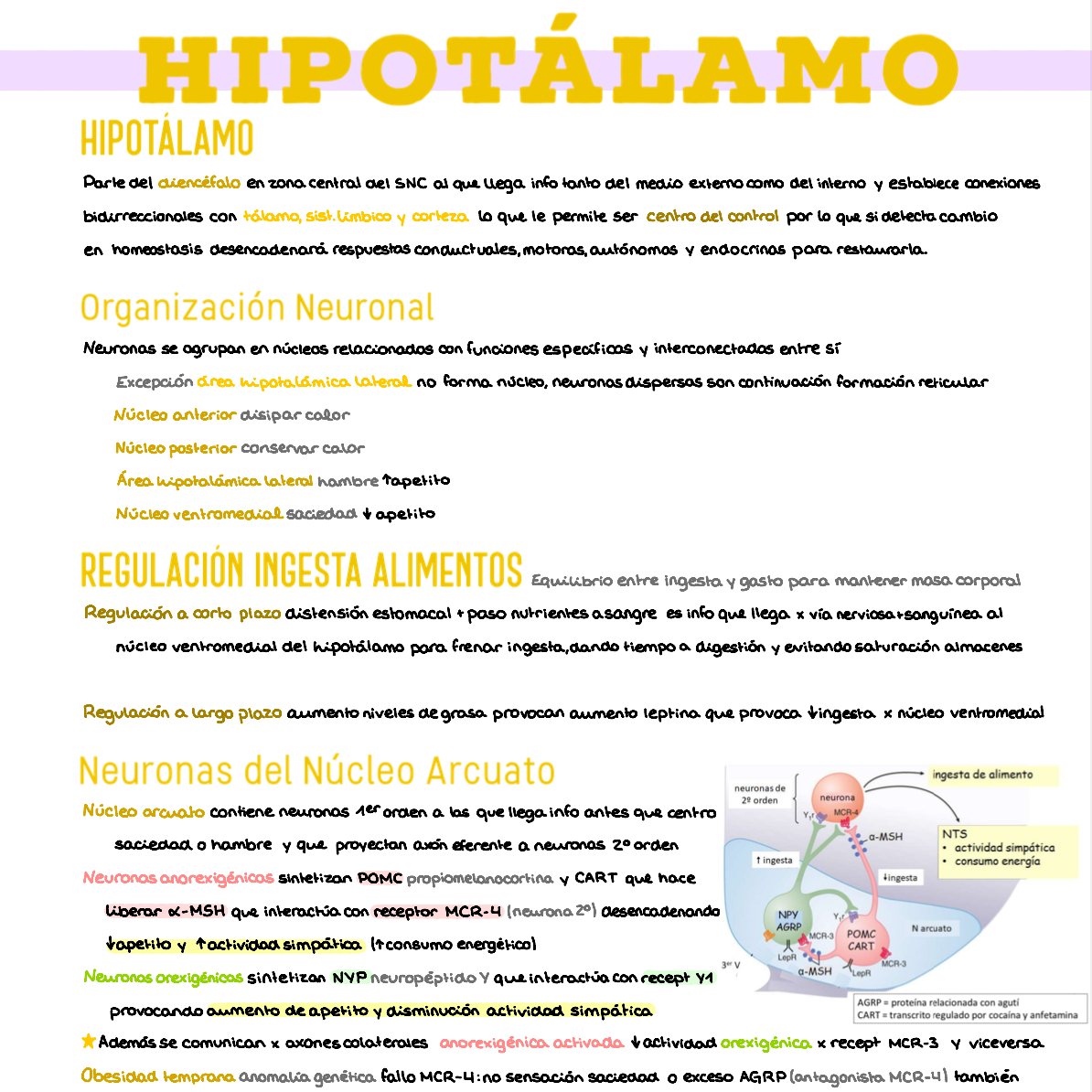 ⚡ Fisiología II — (2º Medicina)