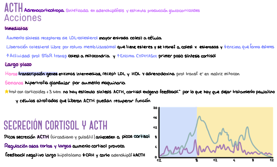 ⚡ Fisiología II — (2º Medicina)