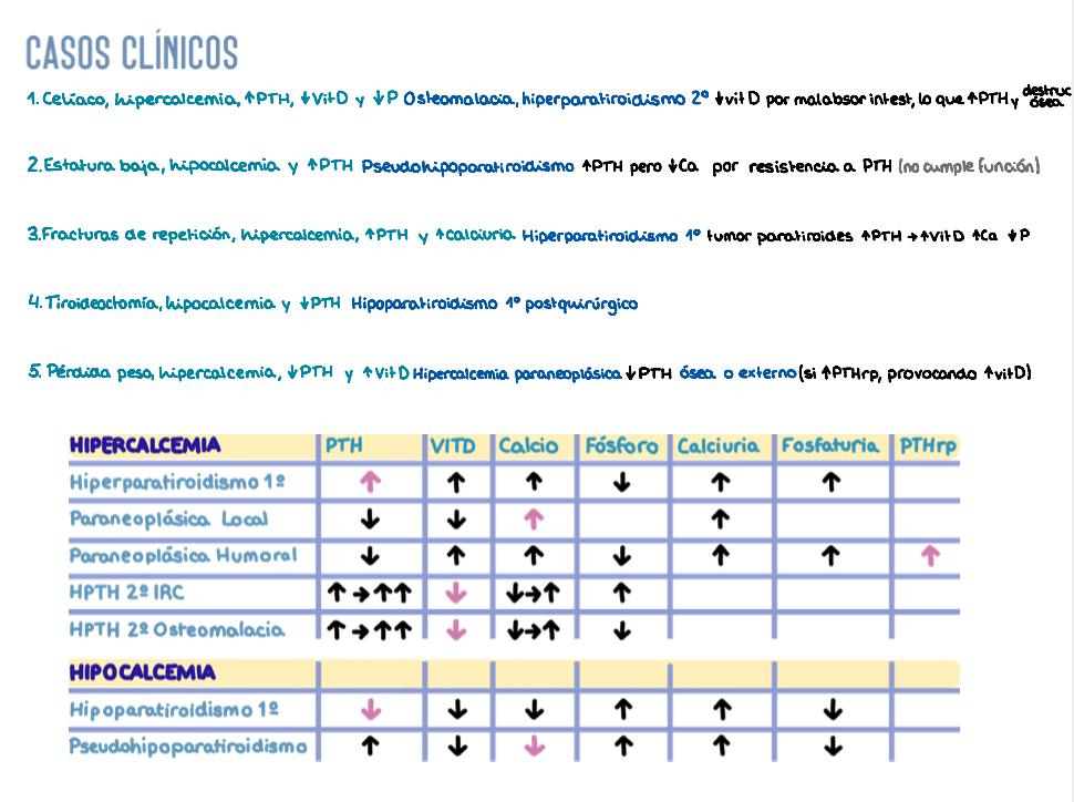 ⚡ Fisiología II — (2º Medicina)