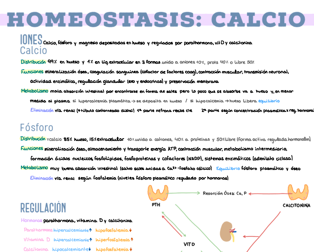 ⚡ Fisiología II — (2º Medicina)