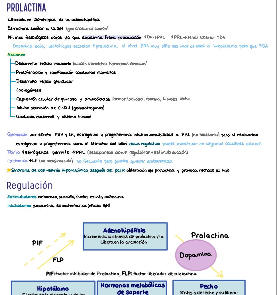 ⚡ Fisiología II — (2º Medicina)
