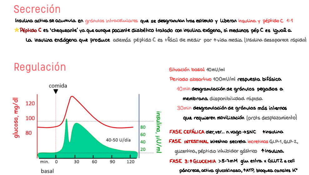 ⚡ Fisiología II — (2º Medicina)