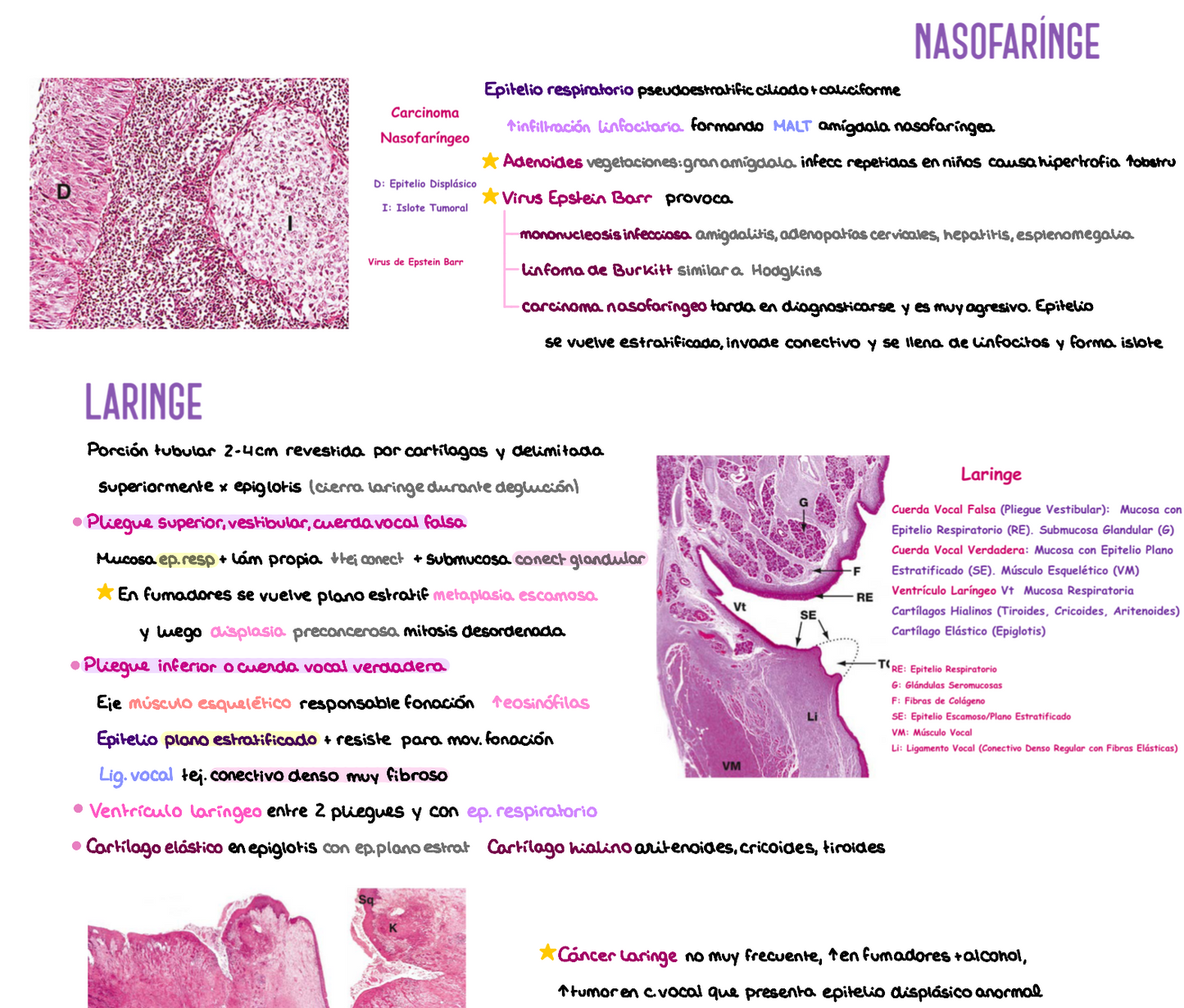🧬 Histología Médica Especial — (2º Medicina)