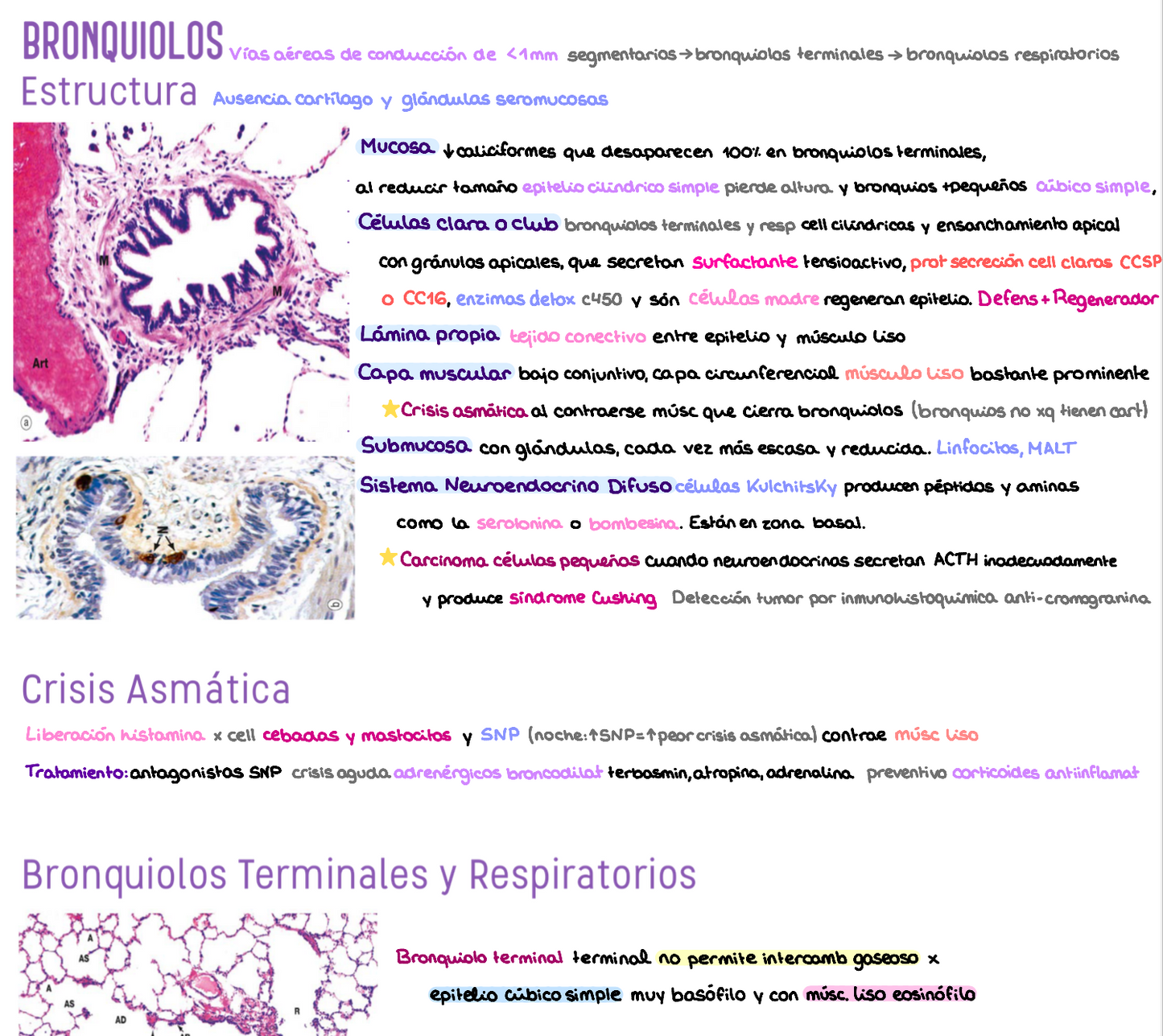 🧬 Histología Médica Especial — (2º Medicina)