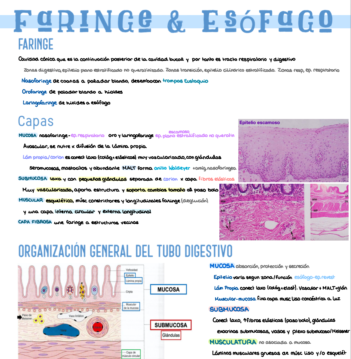 🧬 Histología Médica Especial — (2º Medicina)