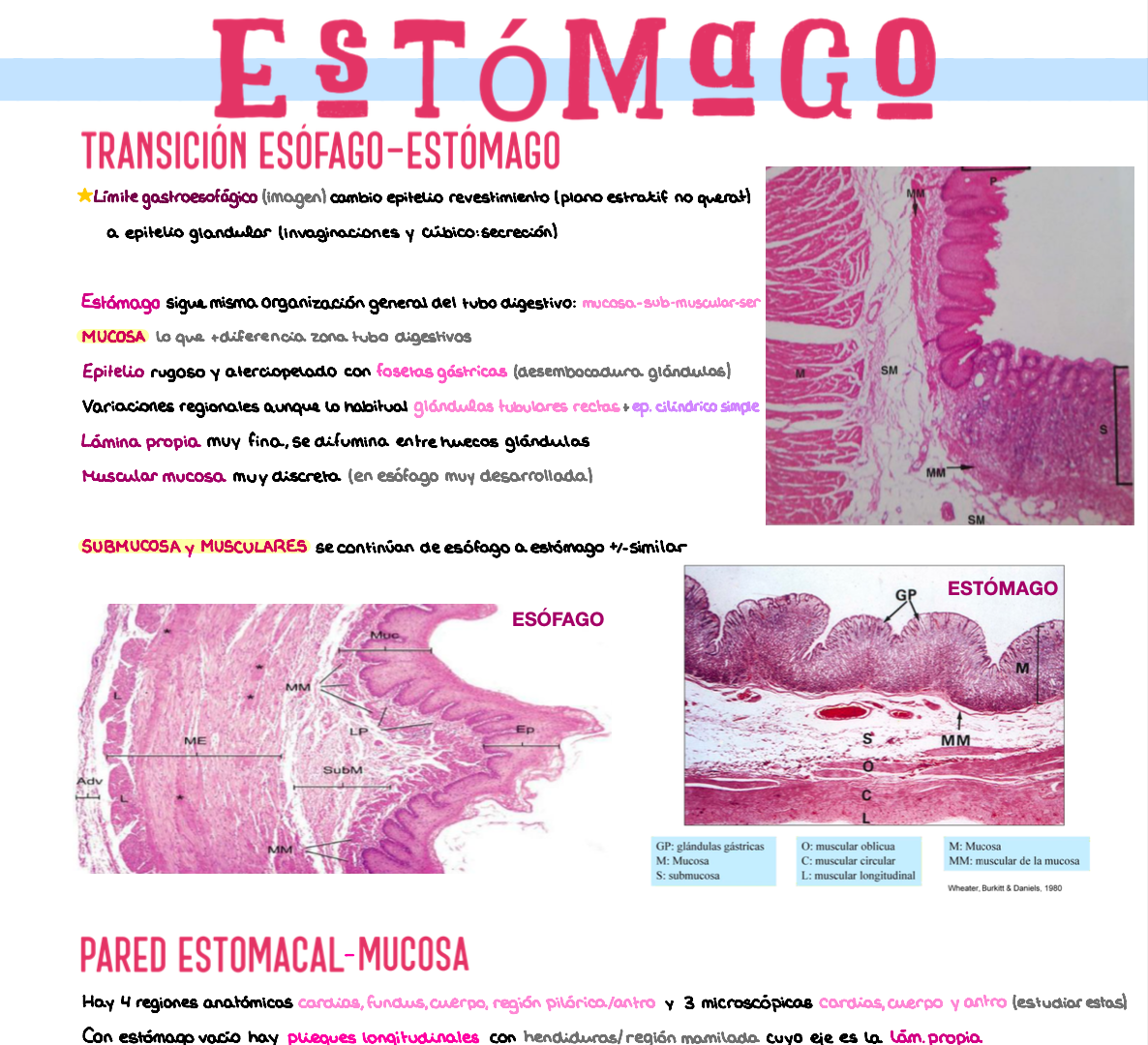 🧬 Histología Médica Especial — (2º Medicina)