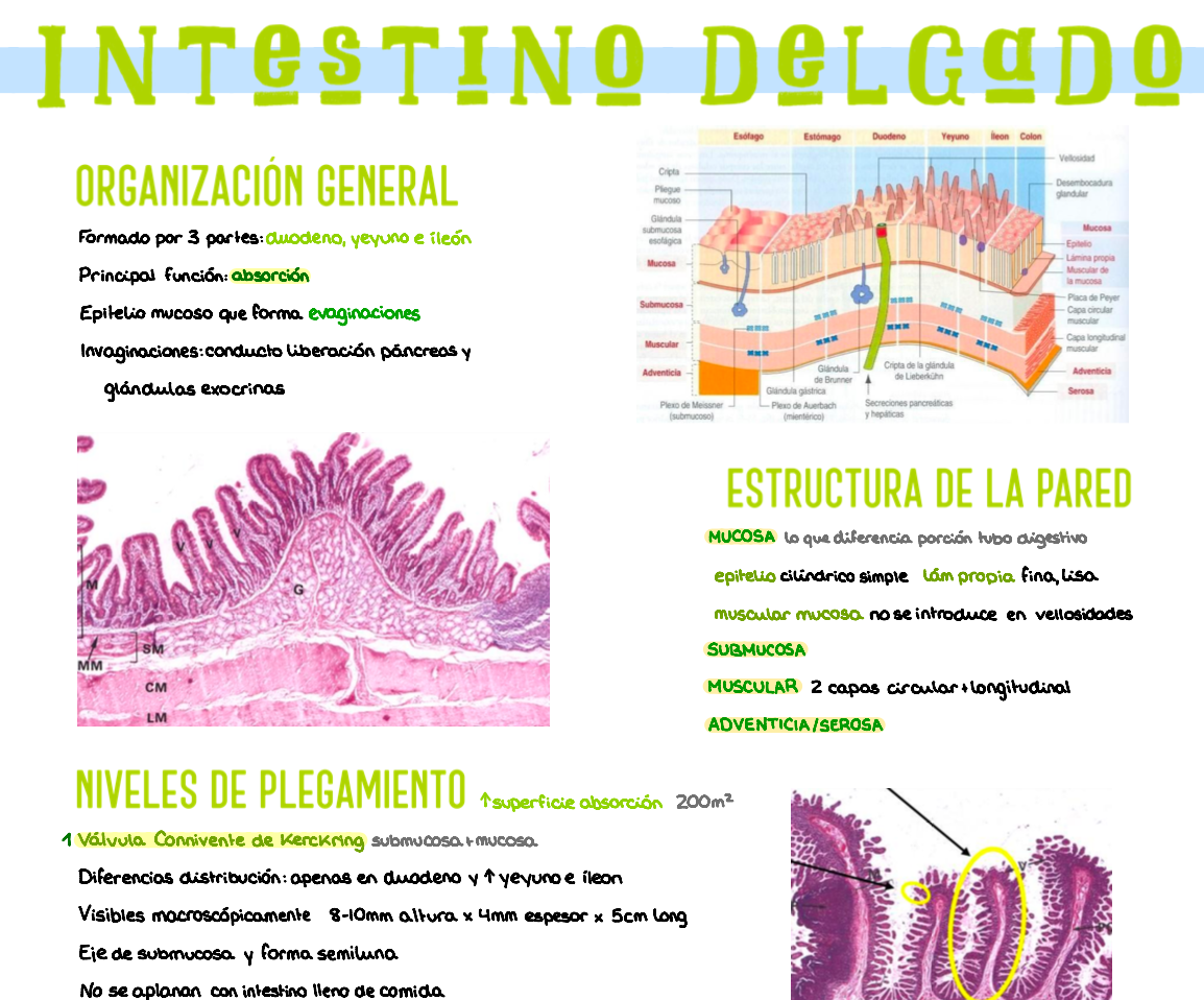 🧬 Histología Médica Especial — (2º Medicina)