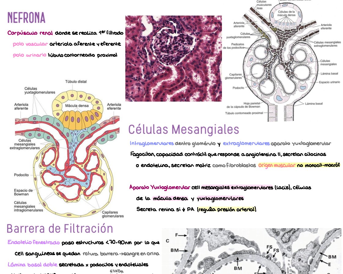 🧬 Histología Médica Especial — (2º Medicina)