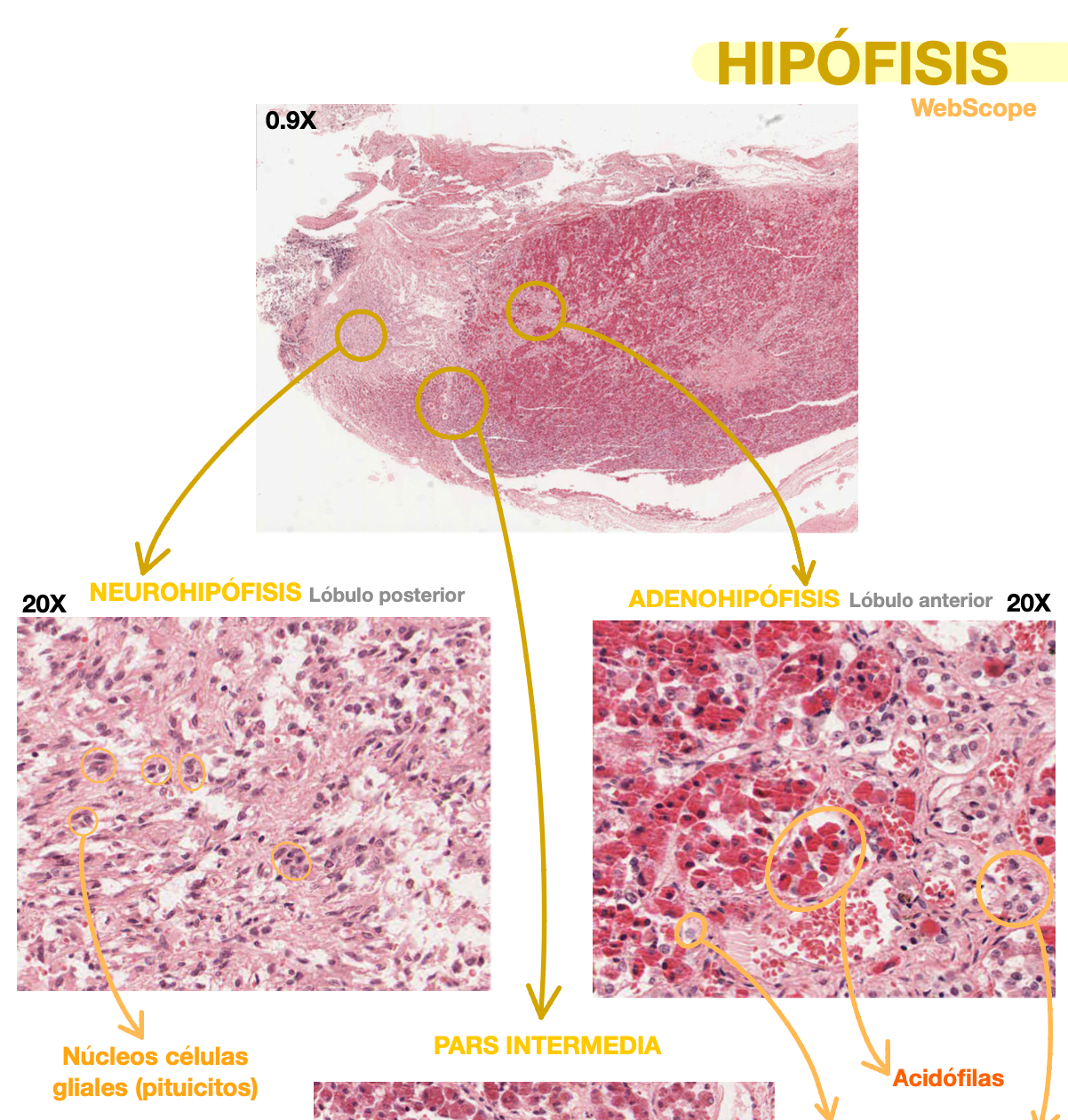 🧬 Histología Médica Especial — (2º Medicina)