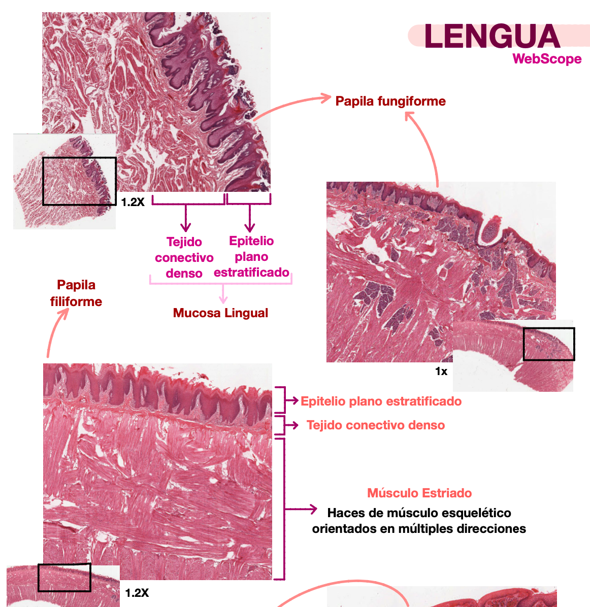 🧬 Histología Médica Especial — (2º Medicina)