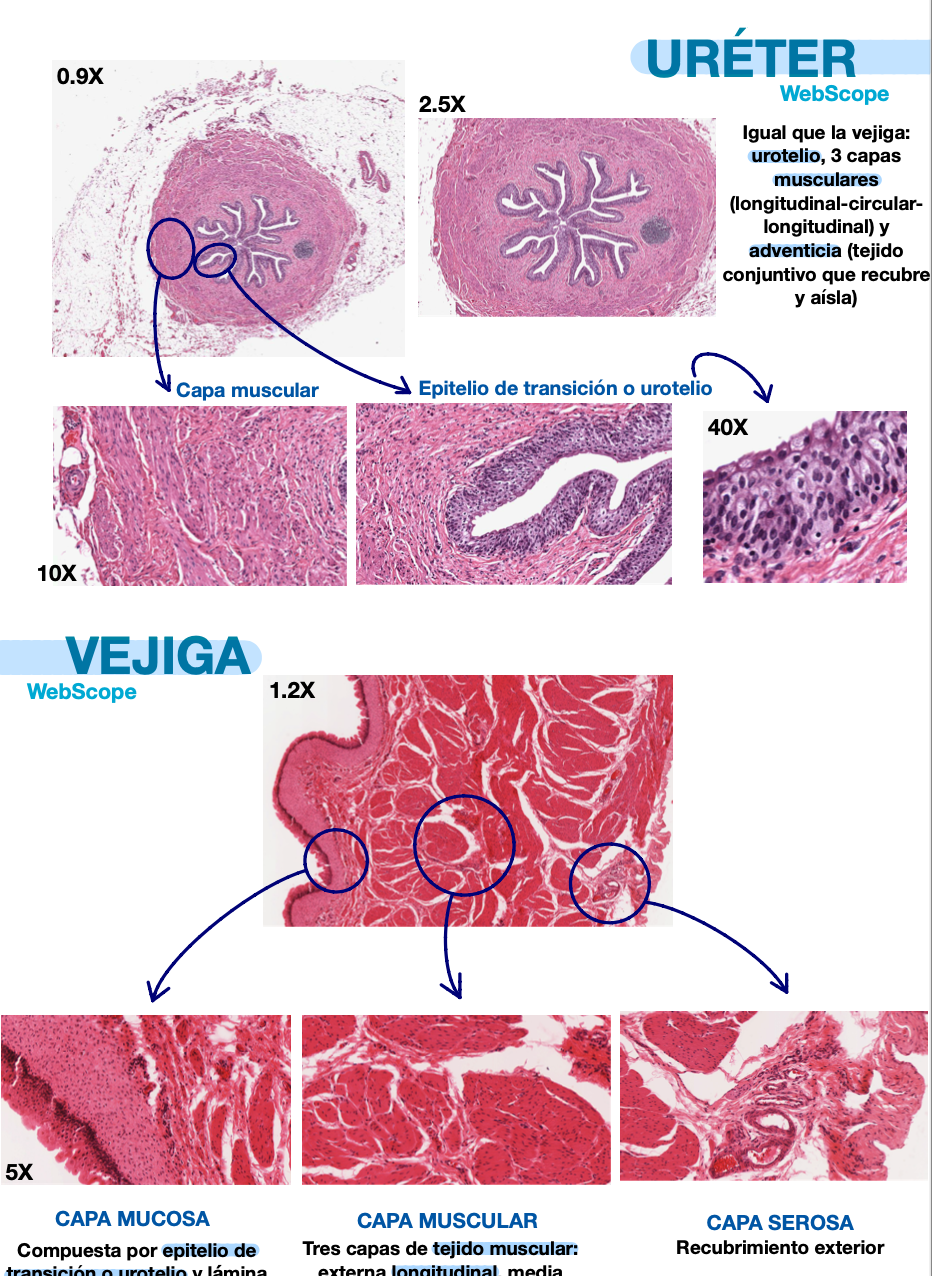 🧬 Histología Médica Especial — (2º Medicina)