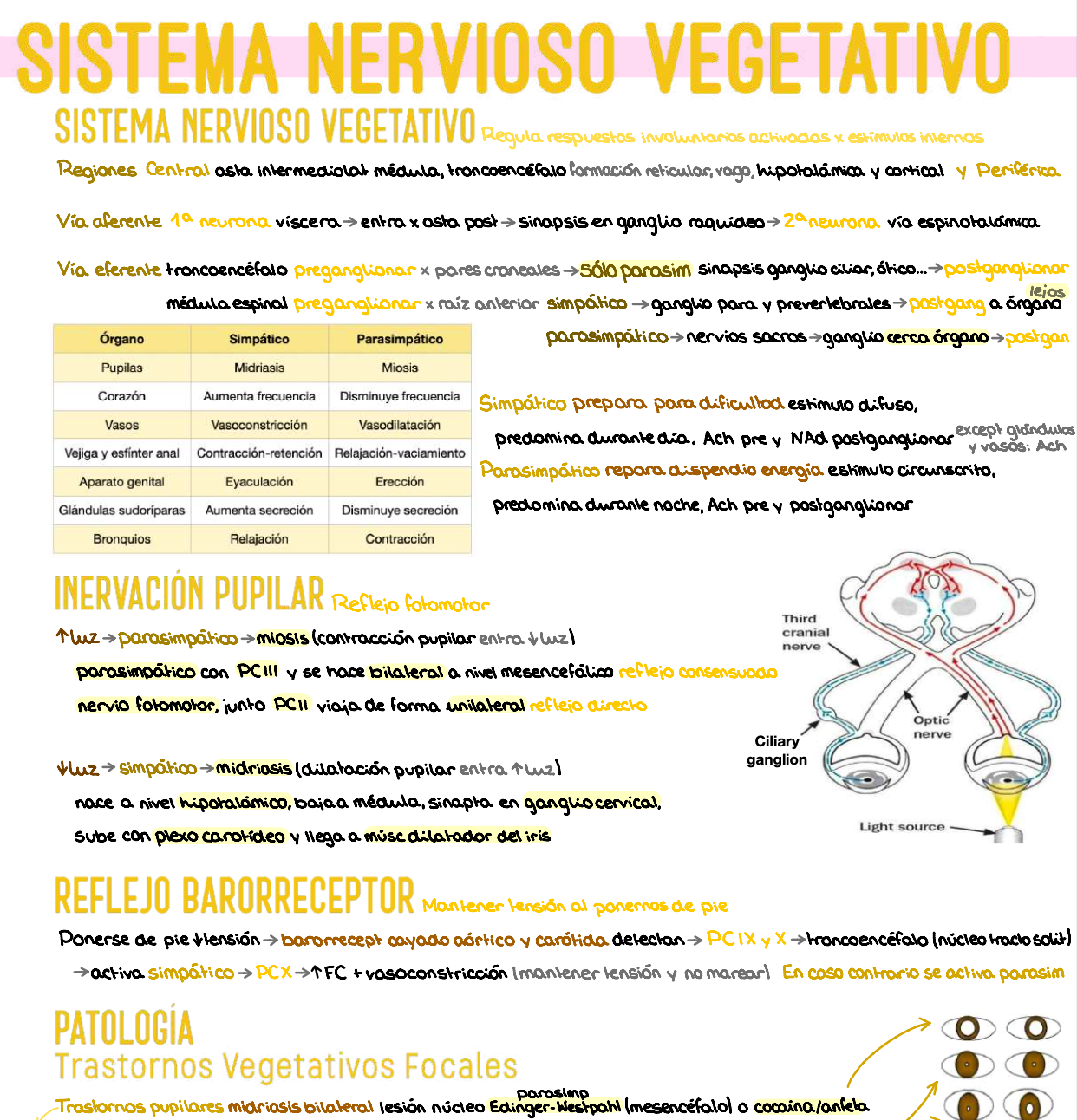 🧬 Patología General — (3º Medicina)