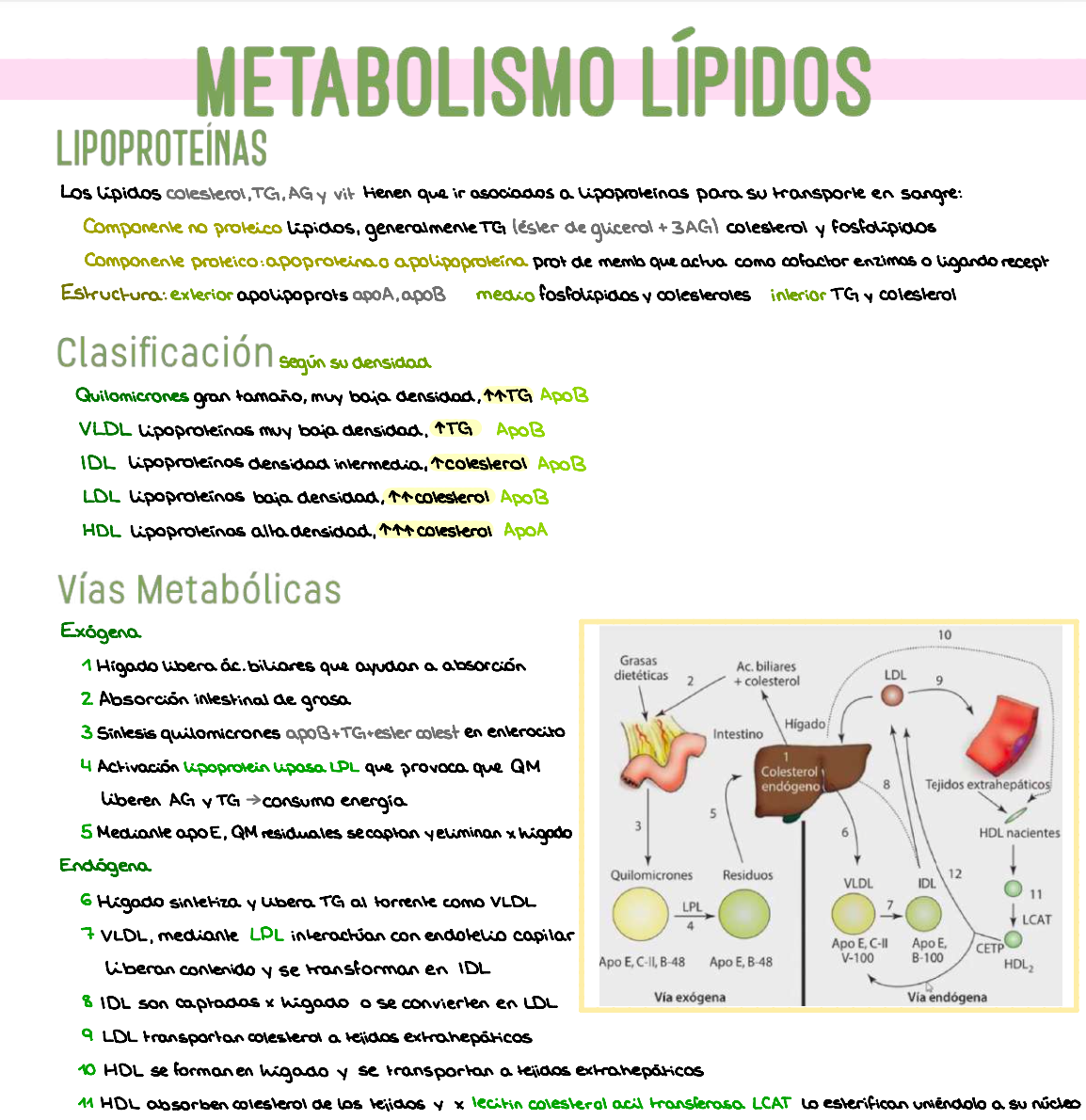 🧬 Patología General — (3º Medicina)
