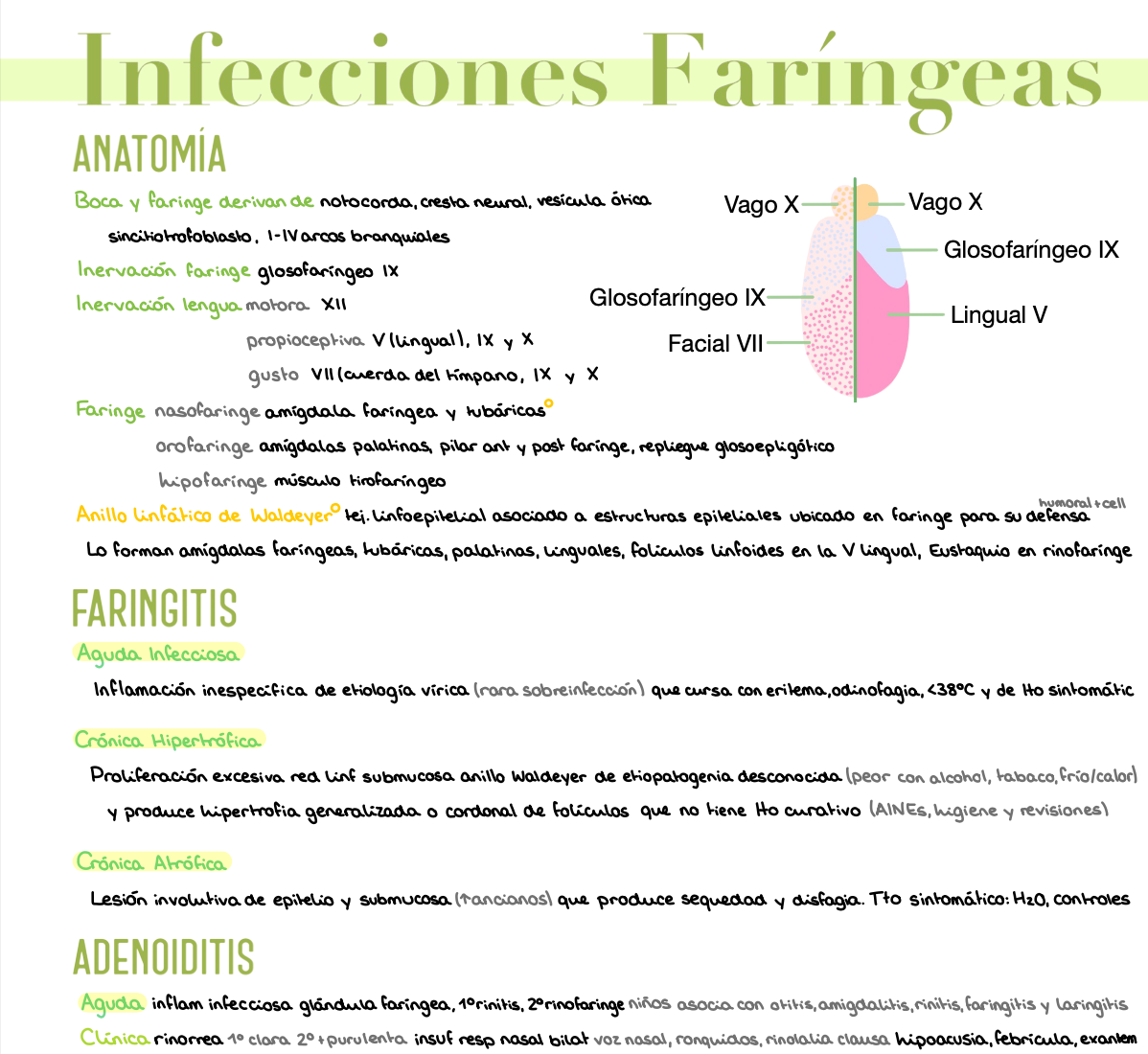 🎧 Otorrinolaringología — (4º Medicina)