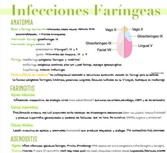 🎧 Otorrinolaringología — (4º Medicina)