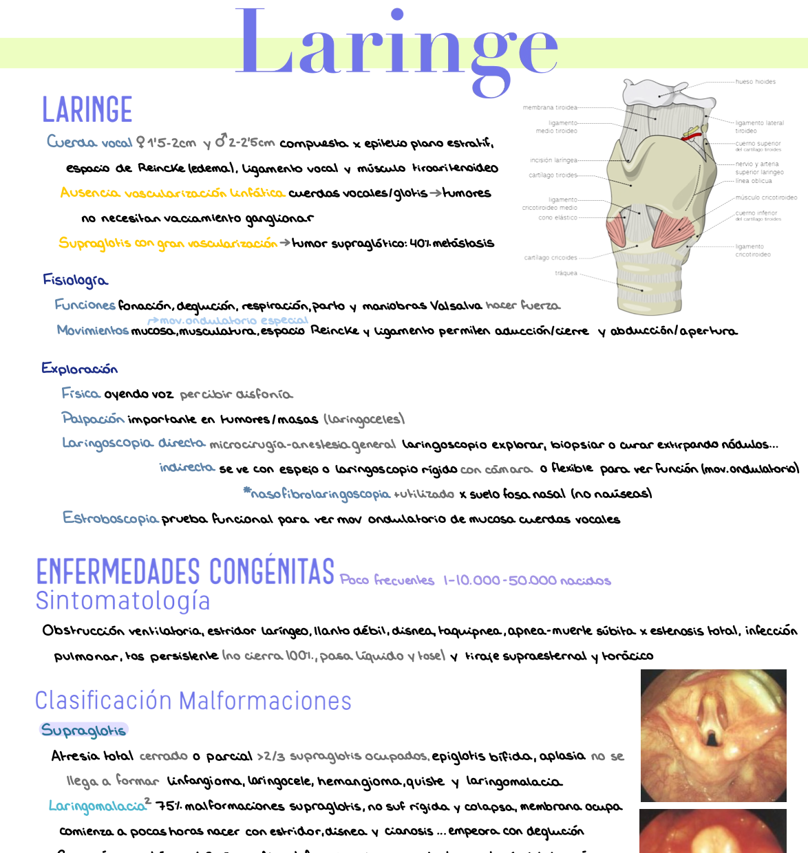 🎧 Otorrinolaringología — (4º Medicina)