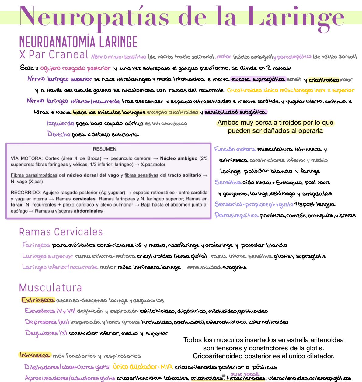 🎧 Otorrinolaringología — (4º Medicina)