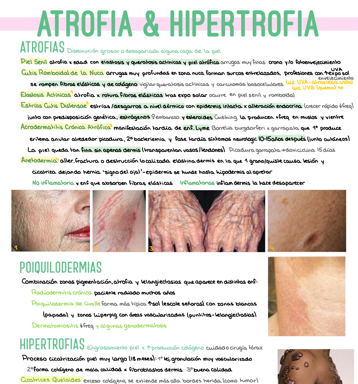 🩺 Dermatología — (4º Medicina)