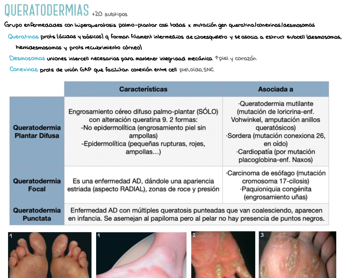 🩺 Dermatología — (4º Medicina)