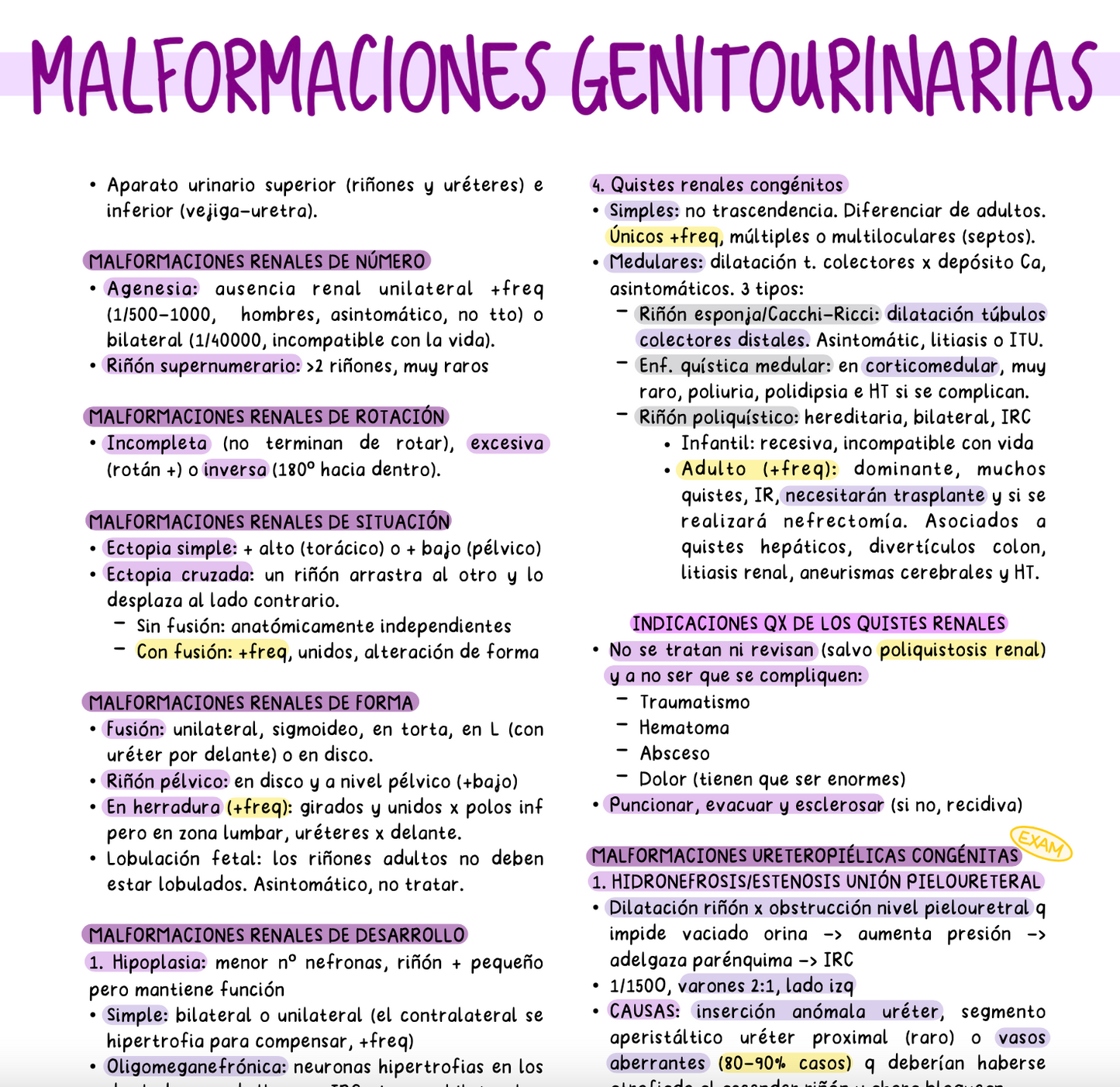 🍆 Urología — Cirugía II (5º Medicina)