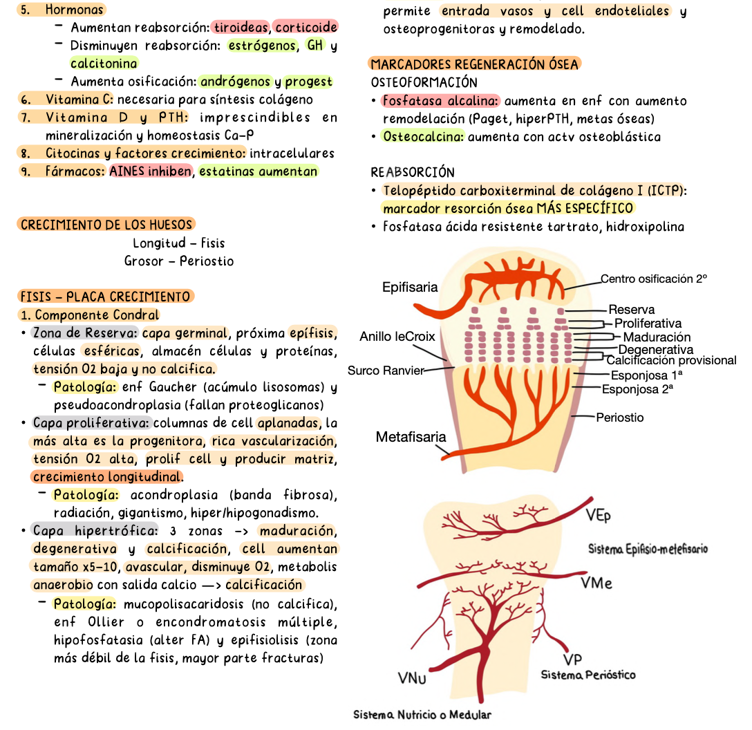 🦴 Traumatología — Cirugía II (5º Medicina)