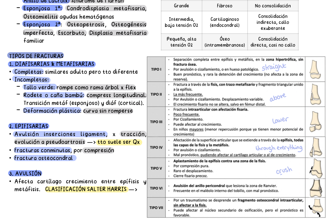 🦴 Traumatología — Cirugía II (5º Medicina)